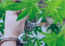 How Many Marijuana Arrests in New York.png