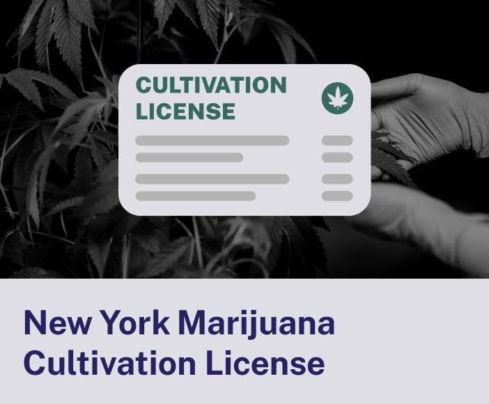 New York Marijuana Cultivation License