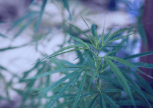 New York Marijuana Tax Revenue 2025.png